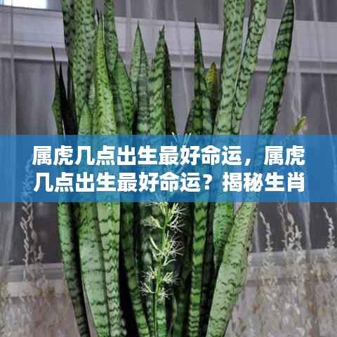 揭秘属虎最佳出生时辰，生肖与命运走向的奥秘！