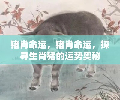 生肖猪的运势奥秘探寻，猪肖命运详解