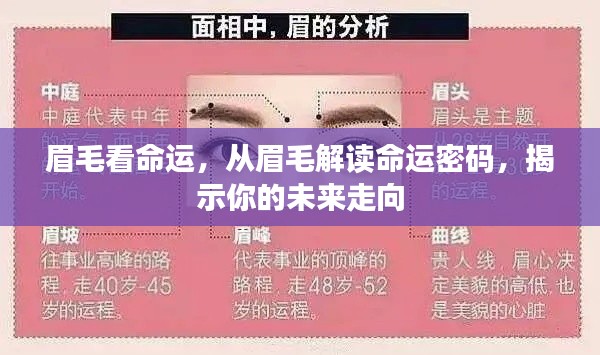眉毛揭示命运密码，洞悉未来走向的奥秘探索