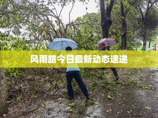 风雨路今日最新动态速递